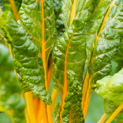 Marshalls Garden Swiss Chard Seeds 'bright Yellow' Rhs Awarded High-Yield Variety 200 Seeds from B&Q