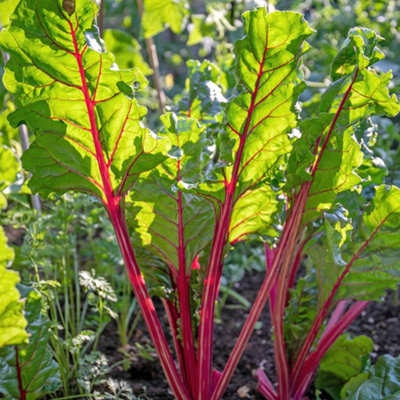 Marshalls Garden Swiss Chard 'rhubarb' Seeds 150 Pack from B&Q