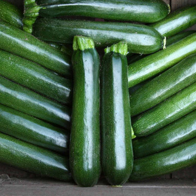 Marshalls Garden Courgette Seeds 'firenze'12 SeedsFast-Growing Outdoor Variety from B&Q