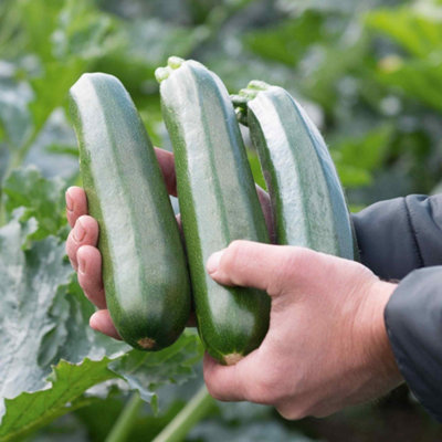 Marshalls Garden Courgette Seeds LadogaEarly High-Yield Variety 6 Seeds from B&Q