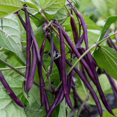 Marshalls Garden French Bean Climbing Seeds CarminatHigh YieldStringless Purple Pods 50 Seeds from B&Q