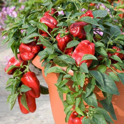 Marshalls Garden Sweet Red Skin Pepper Seeds 8 PackDwarf High-Yield Capsicum Annuum from B&Q