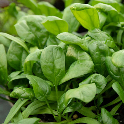 Marshalls Garden Spinach Seeds 'america'500 SeedsBolt-Resistant from B&Q