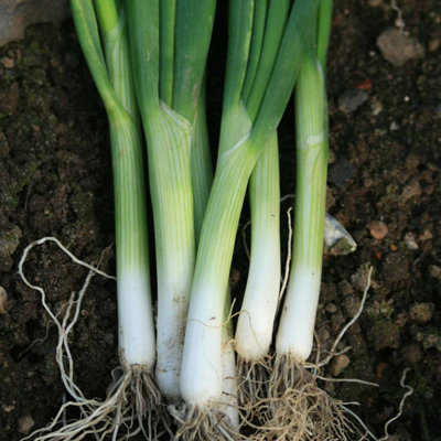 B&Q -  Spring Onion Seeds 'eiffel' British-Bred Variety With Mild Flavour And Slow-To-Bulb Growth 500 Seeds
