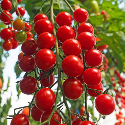 Marshalls Garden Tomato Seeds CrokiniHigh Yield Cherry CordonPack Of 8 from B&Q