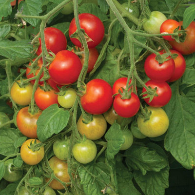 Marshalls Garden Tomato Seeds 'cherry Falls' F110 Seeds Trailing Cherry Tomato For Hanging Baskets And Small Gardens from B&Q