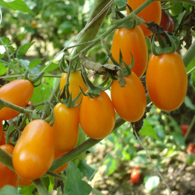 Marshalls Garden Tomato Seeds LizziebellOrange Baby Plum Cordon Variety 8 Seeds from B&Q