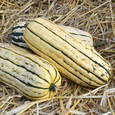 Marshalls Garden Bush Delicata Squash Seeds 12 PackBush Winter Squash from B&Q