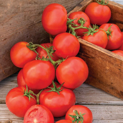 Marshalls Garden Tomato Seeds 'oh Happy Day' Cordon Beefsteak (10 Seeds) from B&Q