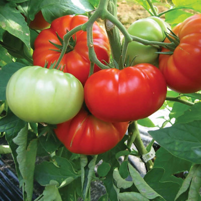 Marshalls Garden Buffalo Steak Tomato SeedsLarge Beefsteak High-Yield Variety 10 Seeds from B&Q
