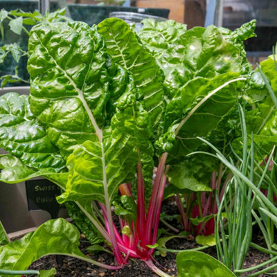 Marshalls Garden Swiss Chard Seeds 'pink Peppermint'50 Seeds High-Yield Vegetable Seed from B&Q