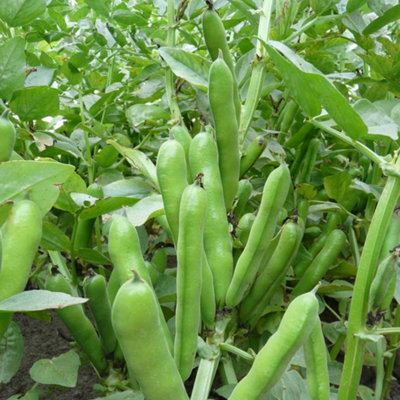 Marshalls Garden Broad Bean Seeds 'duet' Compact Patio Variety75 Seeds Per Pack from B&Q