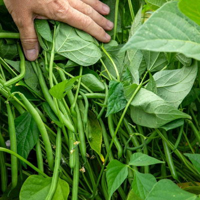 Marshalls Garden Martini Dwarf French Bean Seeds75 SeedsStringless Pods from B&Q