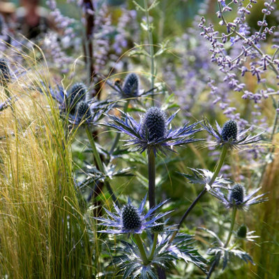 Marshalls Garden Eryngium 'big Blue'  Hardy Rhs Agm Sea Holly0.1 0.5M 2 Litre Plant from B&Q