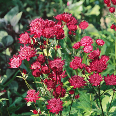 Marshalls Garden Astrantia 'claret'Deep Ruby-Red Perennial Flower (0.5-1.0M) 9Cm from B&Q