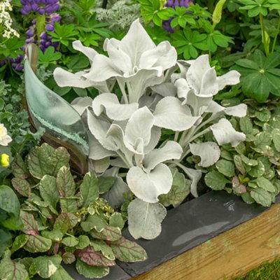 Marshalls Garden Senecio 'angel Wings' Silver Foliage Perennial 9Cm Plant from B&Q