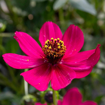 B&Q -  Cosmos 'cherry Chocolate' Compact Fragrant Chocolate Cosmos 7Cm Blooms H4 Hardy