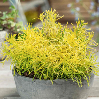 Marshalls Garden Santolina Rosmarinifolia 'lemon Fizz' 9Cm Plant from B&Q