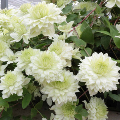 Marshalls Garden Clematis Plant 'manju' 9Cm Plant from B&Q
