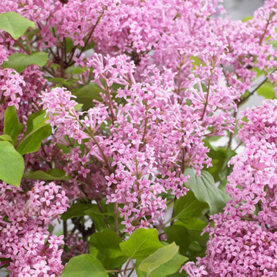 Marshalls Garden Syringa Flowerfesta Pink Dwarf Lilac Shrub 9Cm Plant 9Cm Plant from B&Q