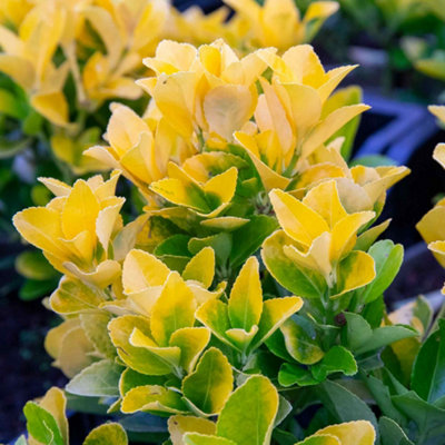 Marshalls Garden Euonymus Japonicus 'el Dorado'Compact Evergreen Shrub For Pots And Low Hedges 3 Litre Plant from B&Q
