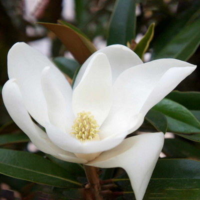 B&Q -  Magnolia Grandiflora 'alta'Narrow Evergreen With Fragrant White Flowers1200 mm 3 Litre
