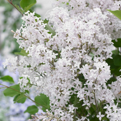 Marshalls Garden Dwarf Lilac Syringa 'flowerfesta White' Fragrant Compact Shrub For Small Gardens And Containers 3 Litre Plant from B&Q