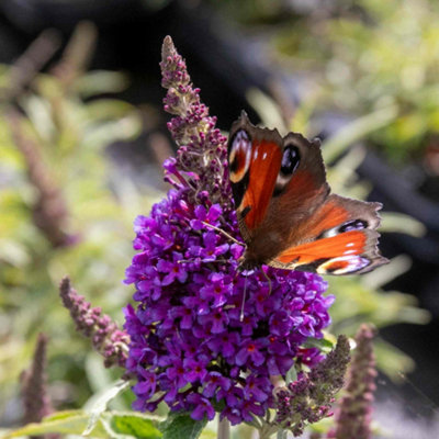 B&Q -  Buddleja Plant 'butterfly Candy Little Purple' 7.5 Litre Plant