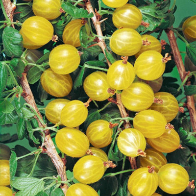 Marshalls Garden Gooseberry 'hinnonmaki Yellow'Disease-Resistant Yellow Dessert Variety Bare Root from B&Q