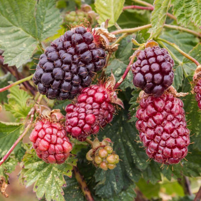 B&Q -  Boysenberry Plant: Juicy Purple Hybrid Berry For PotsPatios And Small Gardens 2 Litre Plant