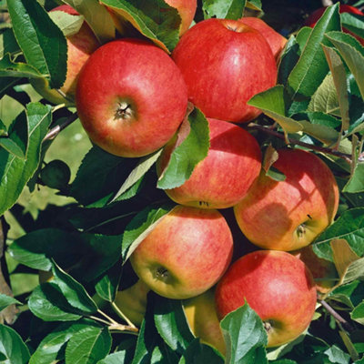 B&Q -  Patio Apple Tree 'elstar' Dwarf 1.2M Heavy Cropping Needs Pollinator 2 Litre