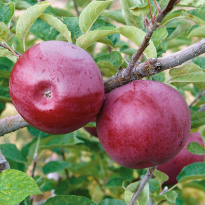 B&Q -  Apple 'mcintosh' Columnar Patio TreeCompact Crimson Fruit 5 Litre