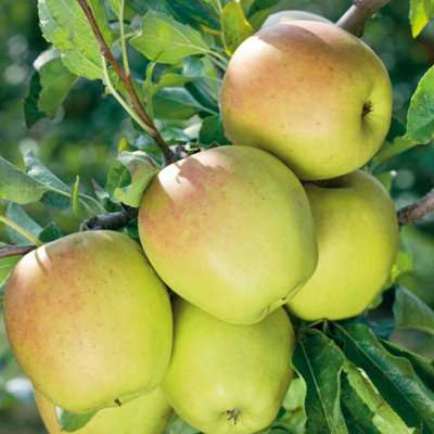 B&Q -  Patio Apple 'golden Delicious' Compact 1M TreeHigh-YieldSelf-FertileIdeal For Warmer Uk 5 Litre