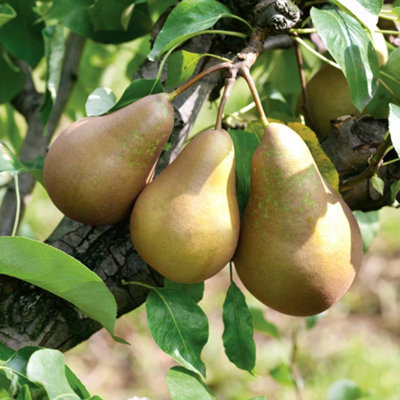 B&Q -  Patio Pear 'conference' (Pyrus) On Quince A RootstockIdeal For Small Gardens And Patios 5 Litre