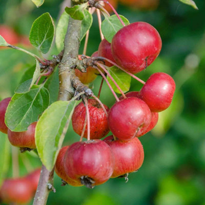 B&Q -  Patio Crab Apple 'red Sentinel' Dwarf Malus On M9 Rootstock Ideal For Pots 5 Litre