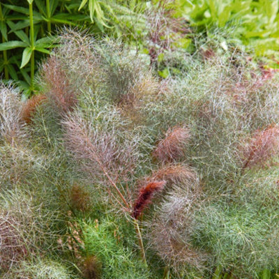 Marshalls Garden Fennel Bronze 'purpureum'Foeniculum Vulgare Perennial Herb 1 Litre Plant from B&Q