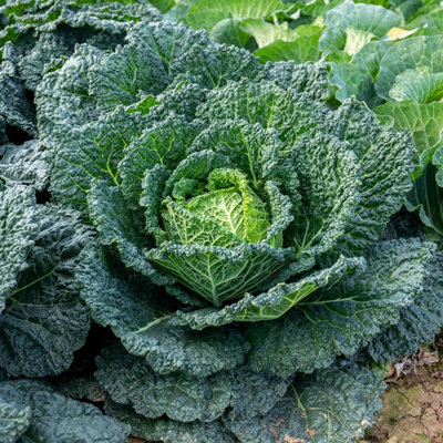 Marshalls Garden Cabbage 'savoy Serpentine' 12 Garden-Ready PlantsF1 Hybrid Savoy Cabbage For Summer And Autumn Harvests from B&Q