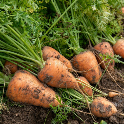 Marshalls Garden Carrot 'chantenay' F1 Hybrid Plants12 Per PackGarden-Ready. from B&Q
