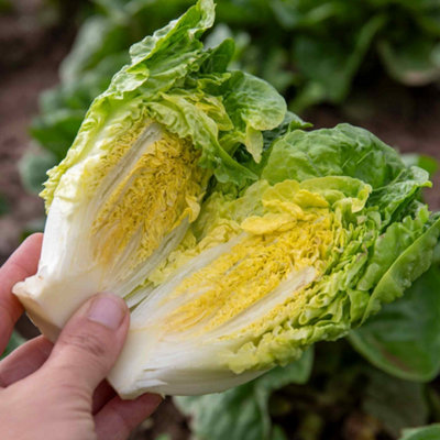 B&Q -  Lettuce 'little Gem' Garden Ready 12 Garden Ready Plants
