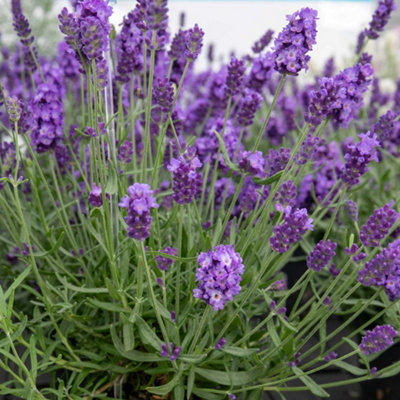 Marshalls Garden Lavender 'hidcote Blue' Fragrant Rhs AgmDrought-Tolerant 60 Cm 9Cm Plant from B&Q