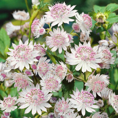 Marshalls Garden Astrantia 'buckland' (Astrantia Major)Large Pale Pink Perennial From Marshalls Garden 9Cm Plant from B&Q