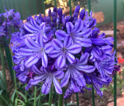 B&Q -  Agapanthus Plant 'poppin Star' 9Cm Plant