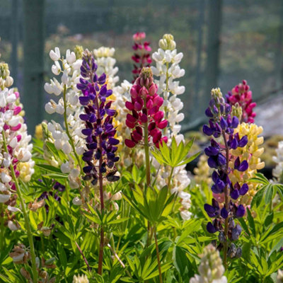 Marshalls Garden Lupin Legendary Mix 9Cm Plant Hardy Perennial Pollinator Friendly from B&Q
