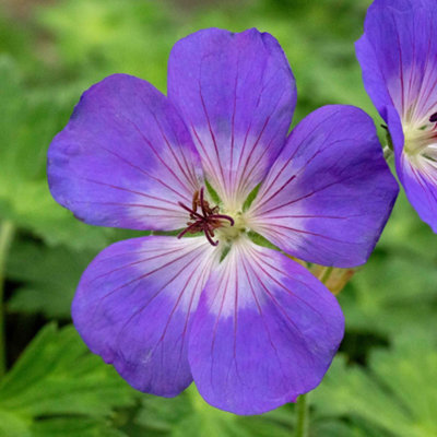 Marshalls Garden Geranium 'rozanne' 2L Hardy Perennial Rhs Agm from B&Q