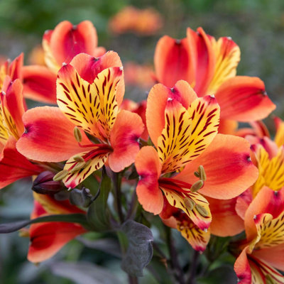 Marshalls Garden Alstroemeria 'indian Summer' Hardy Orange And Yellow Perennial Ideal For Pots And Cut Flowers 2 Litre Plant from B&Q
