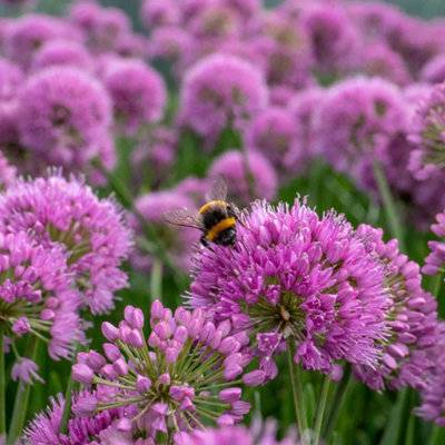 Marshalls Garden Allium 'millennium' (Allium Senescens)Hardy Purple Globe Perennial For Borders And Pots 2 Litre Plant from B&Q