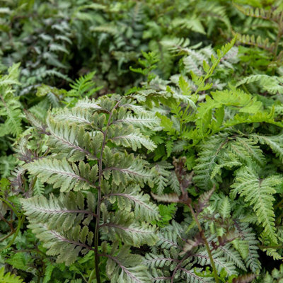 Marshalls Garden Athyrium 'niponicum Red Beauty' Silvery-Green Deciduous Fern For Shady Spots from B&Q