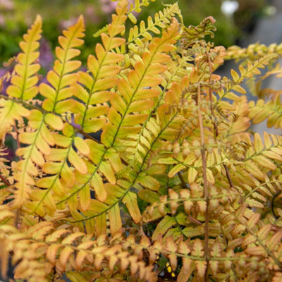 Marshalls Garden Japanese Shield Fern Dryopteris ErythrosoraHardy Shade-Loving Perennial 2 Litre Plant from B&Q