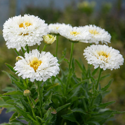 Marshalls Garden Leucanthemum Real Snowball Perennial DaisyHardyLow MaintenancePollinator-Friendly 2 Litre Plant from B&Q