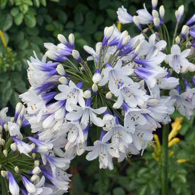 B&Q -  Agapanthus Plant 'twister' 2 Litre Plant